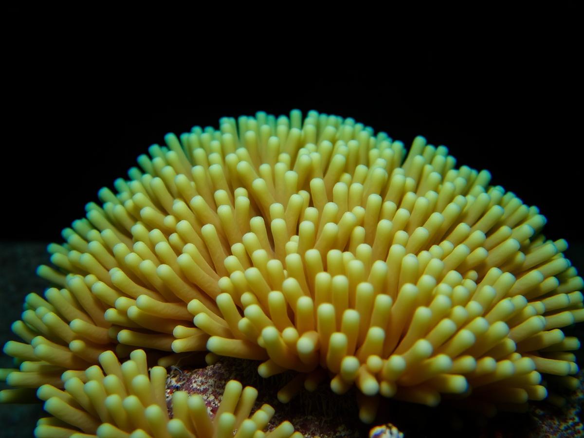 Macro view of a coral polyp colony